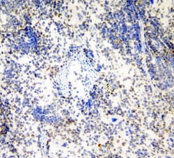 Invitrogen HP1 gamma Polyclonal Antibody 100 &mu;g; Unconjugated:Antikroppar