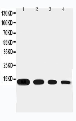 Invitrogen Eotaxin Polyclonal Antibody 100 &mu;g; Unconjugated:Antibodies,