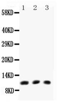 Invitrogen Eotaxin Polyclonal Antibody 100 &mu;g; Unconjugated:Antibodies,