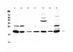 Invitrogen CCL19 Polyclonal Antibody 100 &mu;g; Unconjugated:Antibodies,
