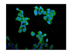 Invitrogen Cyclin B1 Polyclonal Antibody 100 &mu;g | Buy Online | Invitrogen&trade; | Fisher Scientific
