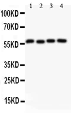 Invitrogen Cyclin B1 Polyclonal Antibody 100 &mu;g | Buy Online | Invitrogen&trade; | Fisher Scientific