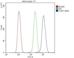 Invitrogen Cyclin T1 Polyclonal Antibody 100 &mu;g; Unconjugated:Antibodies,