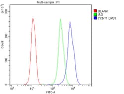 Invitrogen Cyclin T1 Polyclonal Antibody 100 &mu;g; Unconjugated:Antibodies,