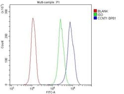 Invitrogen Cyclin T1 Polyclonal Antibody 100 &mu;g; Unconjugated:Antibodies,