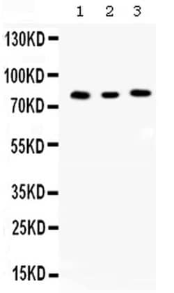 Invitrogen Cyclin T1 Polyclonal Antibody 100 &mu;g; Unconjugated:Antibodies,