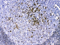 Invitrogen CCS Polyclonal Antibody 100 &mu;g | Buy Online | Invitrogen&trade; | Fisher Scientific