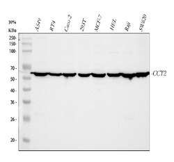 Invitrogen TCP-1 beta Polyclonal Antibody 100 &mu;g | Buy Online | Invitrogen&trade; | Fisher Scientific