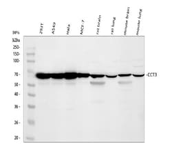 Invitrogen CCT3 Polyclonal Antibody 100 &mu;g; Unconjugated:Antibodies,