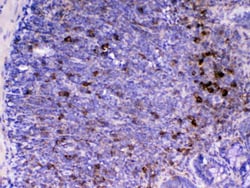 Invitrogen&trade;&nbsp;CD14 Polyclonal Antibody