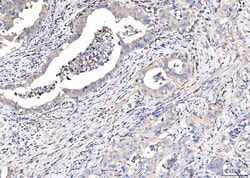 Invitrogen&trade;&nbsp;CD163 Polyclonal Antibody