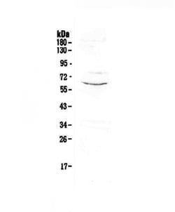 CD1c Polyclonal Antibody:Antibodies, Polyclonal