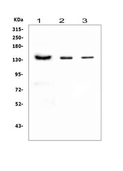 CD22 Polyclonal Antibody:Antibodies, Polyclonal