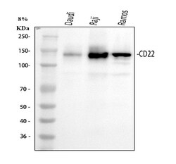CD22 Polyclonal Antibody:Antibodies, Polyclonal