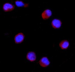 Invitrogen CD27 Polyclonal Antibody 100 &mu;g; Unconjugated:Antibodies,