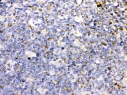 Invitrogen CD27 Polyclonal Antibody 100 &mu;g; Unconjugated:Antibodies,