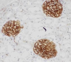 Invitrogen CD34 Polyclonal Antibody 100 &mu;g; Unconjugated:Antibodies,