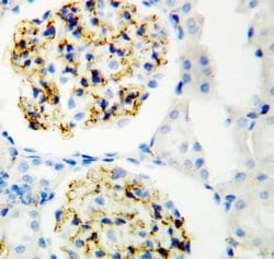 Invitrogen CD34 Polyclonal Antibody 100 &mu;g; Unconjugated:Antibodies,