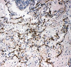 Invitrogen CD34 Polyclonal Antibody 100 &mu;g; Unconjugated:Antibodies,