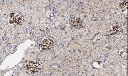 Invitrogen CD34 Polyclonal Antibody 100 &mu;g; Unconjugated:Antibodies,