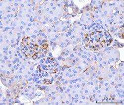 Invitrogen CD34 Polyclonal Antibody 100 &mu;g; Unconjugated:Antibodies,
