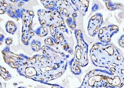 Invitrogen CD34 Polyclonal Antibody 100 &mu;g; Unconjugated:Antibodies,