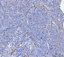 Invitrogen CD34 Polyclonal Antibody 100 &mu;g; Unconjugated:Antibodies,