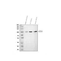 Invitrogen CD34 Polyclonal Antibody 100 &mu;g; Unconjugated:Antibodies,