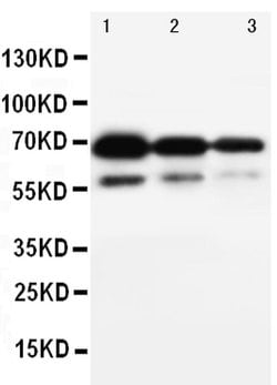Invitrogen CD34 Polyclonal Antibody 100 &mu;g; Unconjugated:Antibodies,