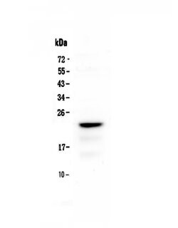 Invitrogen CD3 epsilon Polyclonal Antibody 100 &mu;g; Unconjugated:Antibodies,