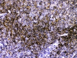 Invitrogen CD40 Polyclonal Antibody 100 &mu;g; Unconjugated:Antibodies,