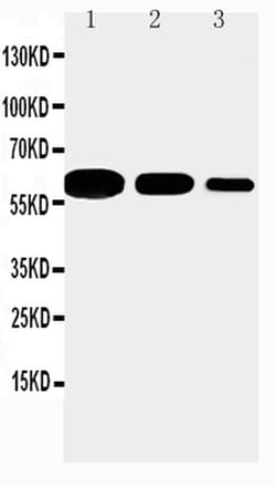 Invitrogen CD40 Polyclonal Antibody 100 &mu;g | Buy Online | Invitrogen&trade; | Fisher Scientific