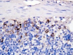 Invitrogen CD154 (CD40 Ligand) Polyclonal Antibody 100 &mu;g; Unconjugated:Antibodies,