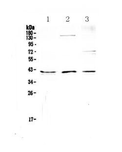 CD47 Polyclonal Antibody:Antibodies, Polyclonal