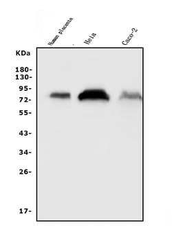 Invitrogen CD55 Polyclonal Antibody 100 &mu;g | Buy Online | Invitrogen&trade; | Fisher Scientific