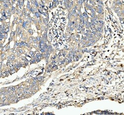 Invitrogen CD63 Polyclonal Antibody 100 &mu;g; Unconjugated:Antibodies,
