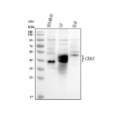 Invitrogen CD63 Polyclonal Antibody 100 &mu;g; Unconjugated:Antibodies,