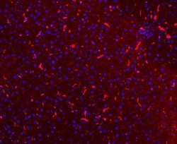 Invitrogen CD68 Polyclonal Antibody 100 &mu;g; Unconjugated:Antibodies,