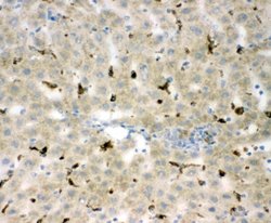 Invitrogen CD68 Polyclonal Antibody 100 &mu;g; Unconjugated:Antibodies,