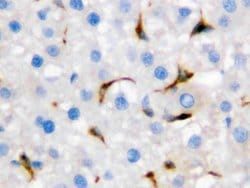 Invitrogen CD68 Polyclonal Antibody 100 &mu;g; Unconjugated:Antibodies,