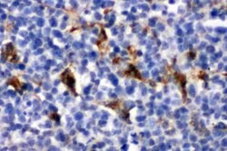 Invitrogen CD68 Polyclonal Antibody 100 &mu;g; Unconjugated:Antibodies,