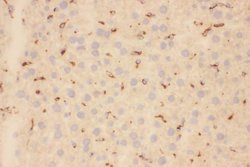 Invitrogen CD68 Polyclonal Antibody 100 &mu;g; Unconjugated:Antibodies,