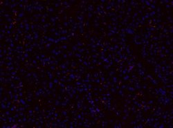 Invitrogen CD68 Polyclonal Antibody 100 &mu;g; Unconjugated:Antibodies,