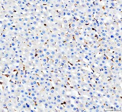 Invitrogen CD68 Polyclonal Antibody 100 &mu;g; Unconjugated:Antibodies,