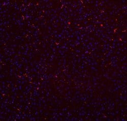 Invitrogen CD68 Polyclonal Antibody 100 &mu;g; Unconjugated:Antibodies,