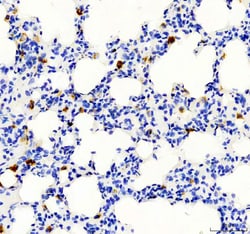 Invitrogen CD68 Polyclonal Antibody 100 &mu;g; Unconjugated:Antibodies,