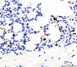 Invitrogen CD68 Polyclonal Antibody 100 &mu;g; Unconjugated:Antibodies,