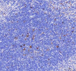 Invitrogen CD68 Polyclonal Antibody 100 &mu;g; Unconjugated:Antibodies,