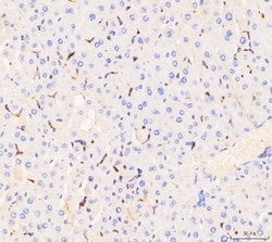 Invitrogen CD68 Polyclonal Antibody 100 &mu;g; Unconjugated:Antibodies,