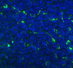 Invitrogen CD68 Polyclonal Antibody 100 &mu;g; Unconjugated:Antibodies,